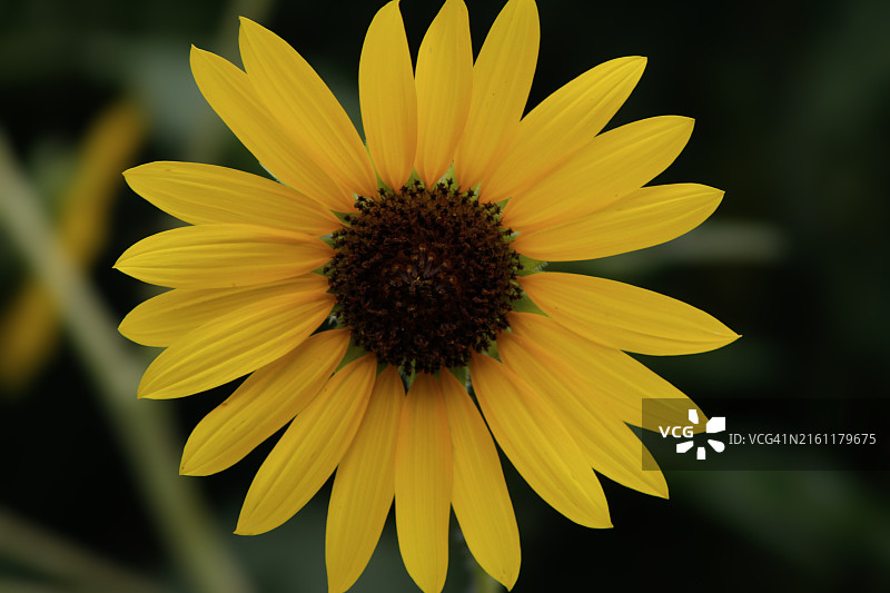 美国德克萨斯州埃尔金的向日葵特写图片素材