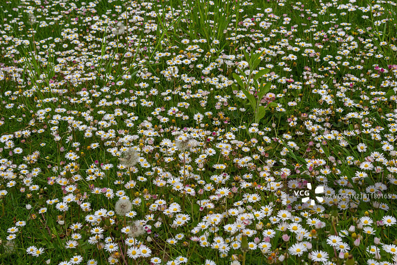 田野上的开花植物图片素材