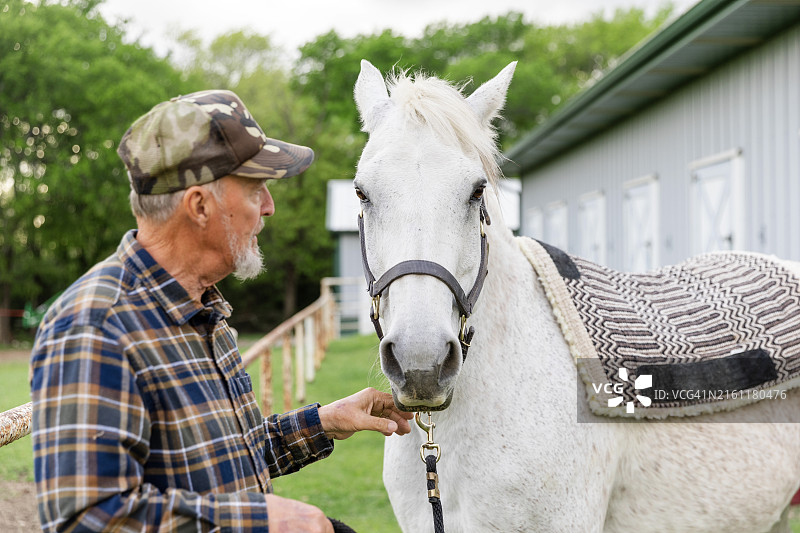 美丽白马和主人特写图片素材