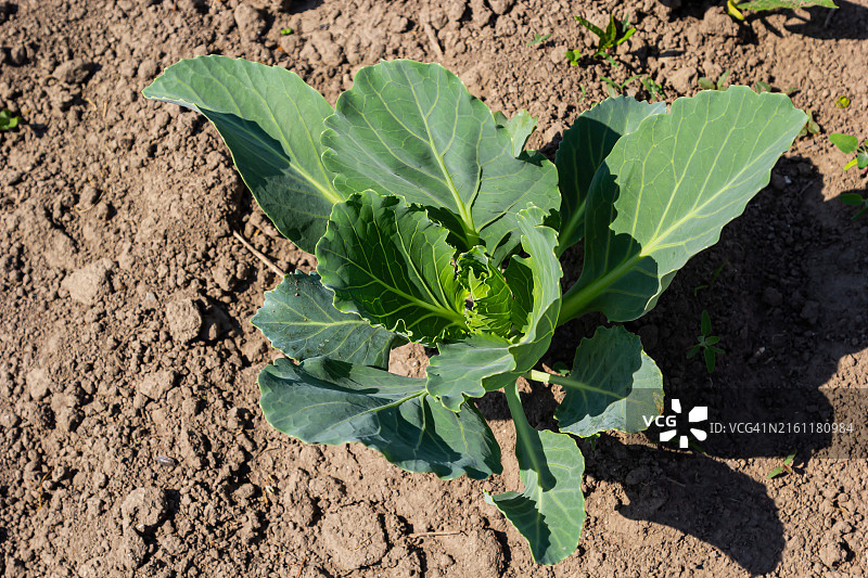 田野中生长的植物高角度视图图片素材