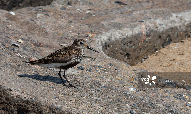 岩石上栖息的滨鹬特写图片素材