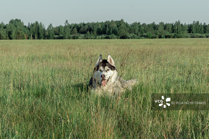 坐在田野里的雪橇犬图片素材