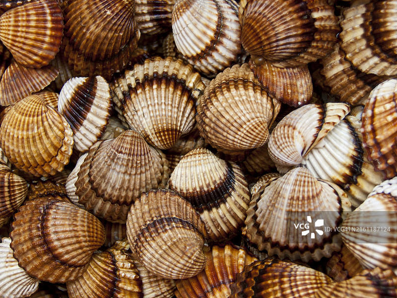 贝壳特写图片素材