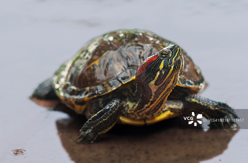 红耳滑龟特写图片素材