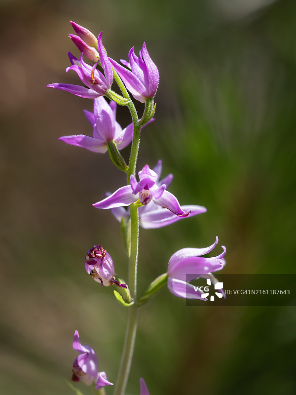 粉色花朵的特写图片素材