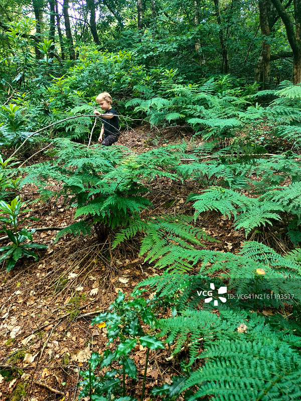 在森林里行走和探索的小男孩图片素材