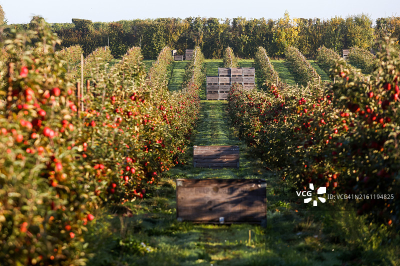 果园里生长的红苹果图片素材