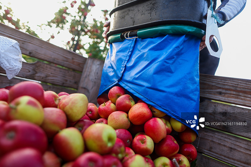 新鲜采摘的苹果图片素材