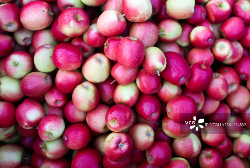 收集箱里的红苹果图片素材