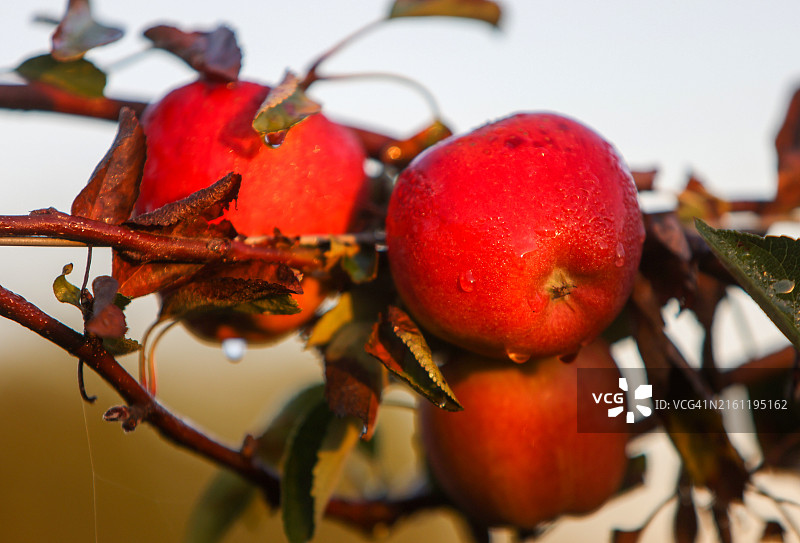沾满晨露的红苹果图片素材