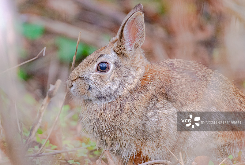棉尾兔图片素材