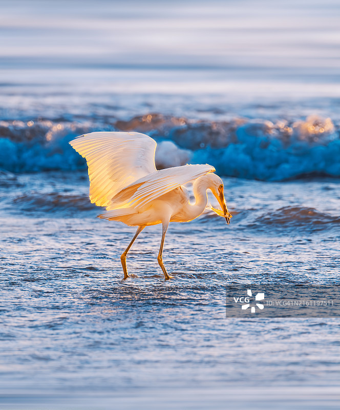 白鹭在海中捕鱼（美国）图片素材