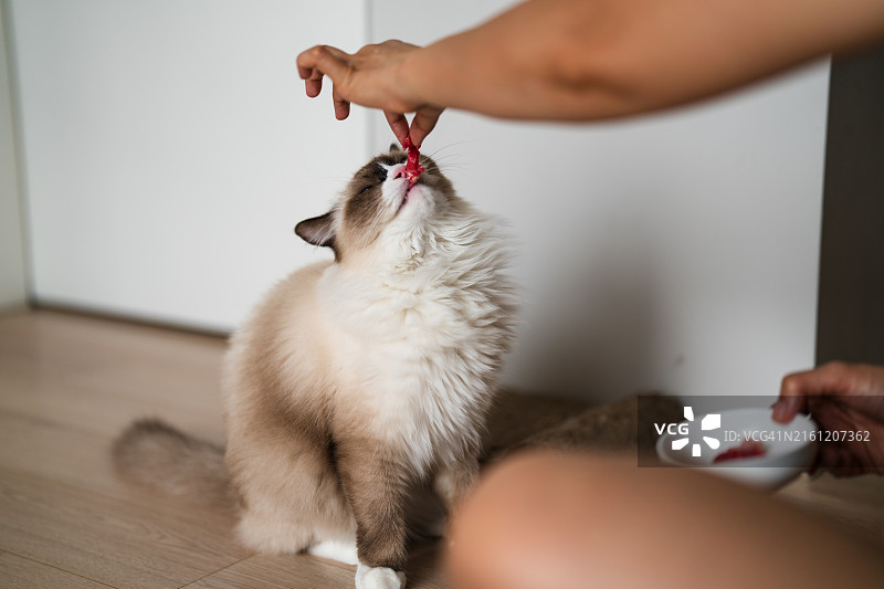 女人在家喂猫的手部特写图片素材