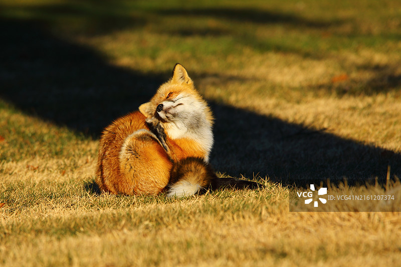 狐狸在草地上挠痒的侧面视角，美国纽约图片素材