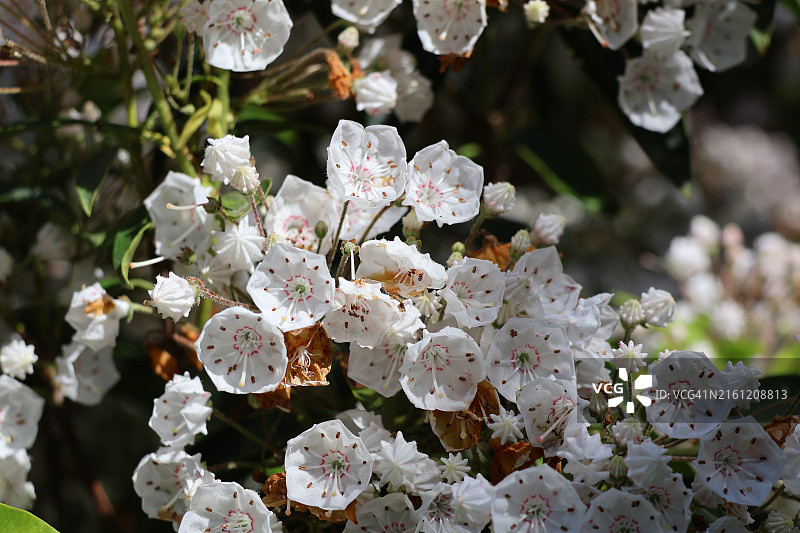 美国新泽西州林伍德的白色花朵特写图片素材
