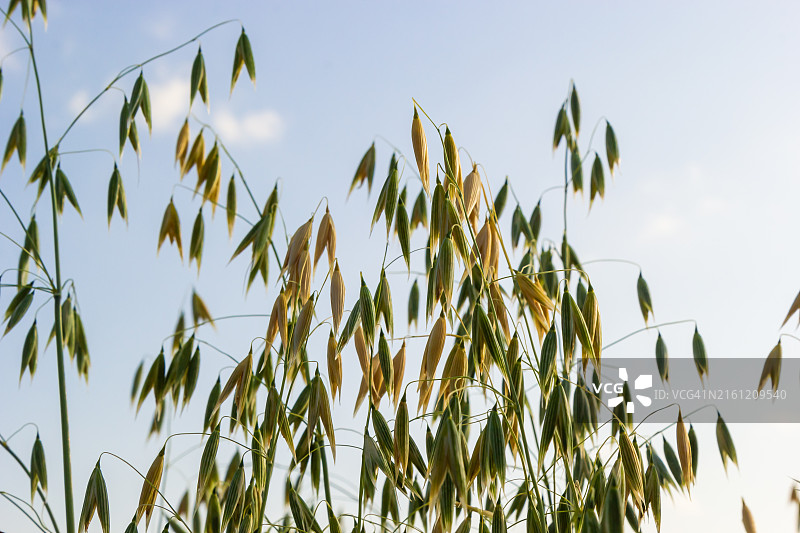 仰视视角植物美景图片素材
