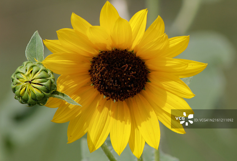 美国德克萨斯州埃尔金的向日葵特写图片素材