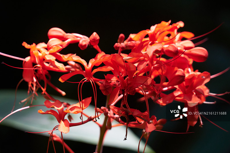 美国佛罗里达州萨拉索塔的红色花朵特写图片素材