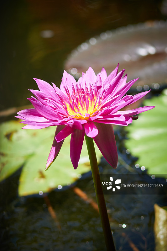 湖中粉色睡莲特写，佛罗里达州萨拉索塔，美国图片素材
