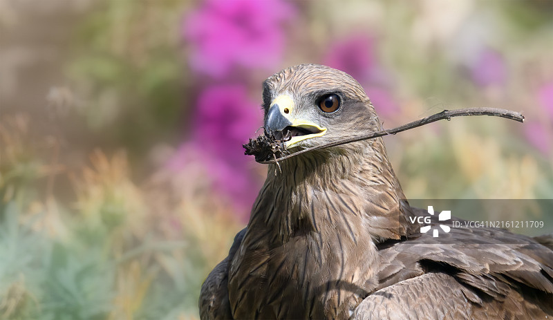 猫头鹰的特写镜头图片素材