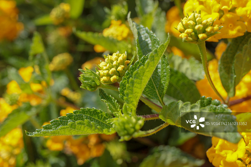 开花植物的特写图片素材