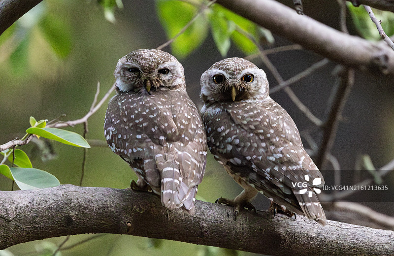 栖息在树上的猫头鹰特写，印度索赫纳图片素材