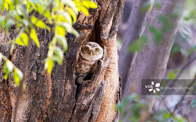 栖息在树上的雕鸮画像，索纳，哈里亚纳邦，印度图片素材