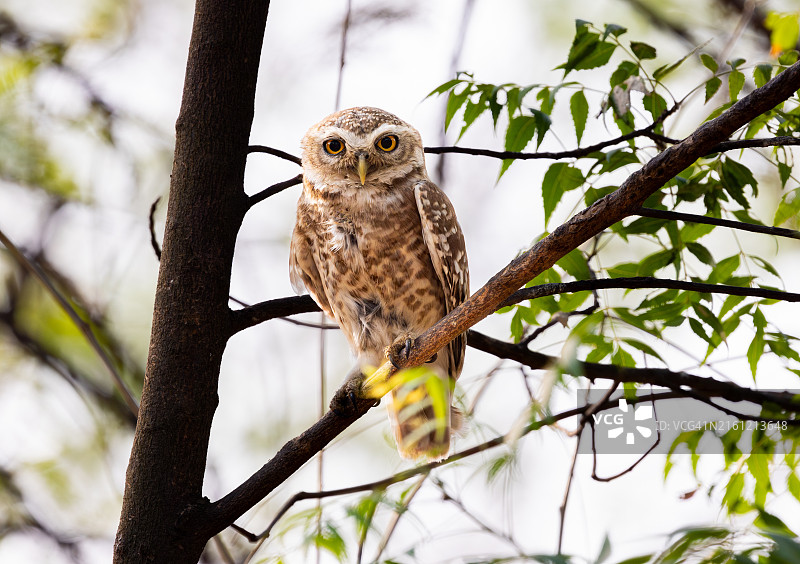 栖息在树上的猫头鹰，印度哈里亚纳邦索纳图片素材