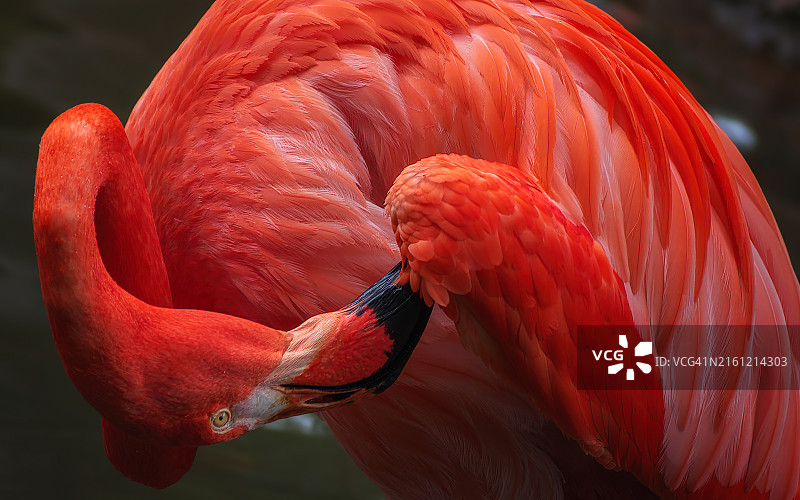 火烈鸟特写，埃弗格莱兹，佛罗里达州，美国图片素材