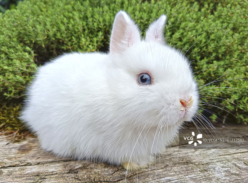 小白兔肖像图片素材