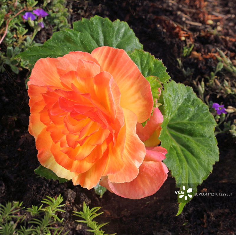 花园里的橙色丽格海棠花图片素材
