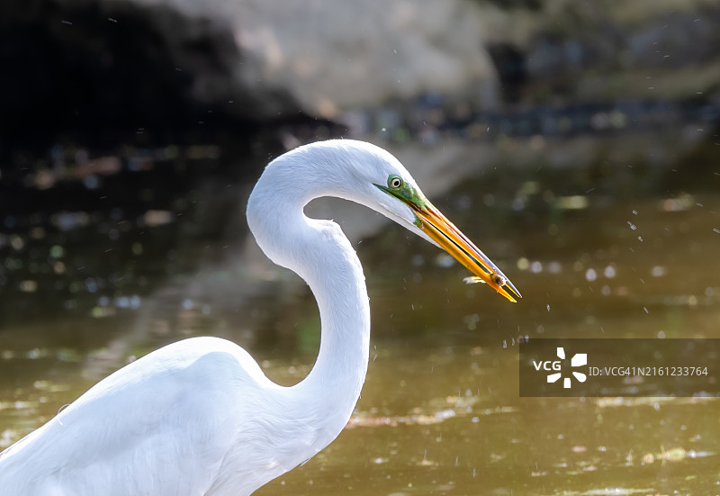 大白鹭捕猎图片素材