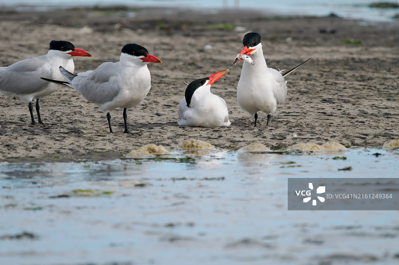 哥伦比亚河俄勒冈州水边的燕鸥求偶图片素材