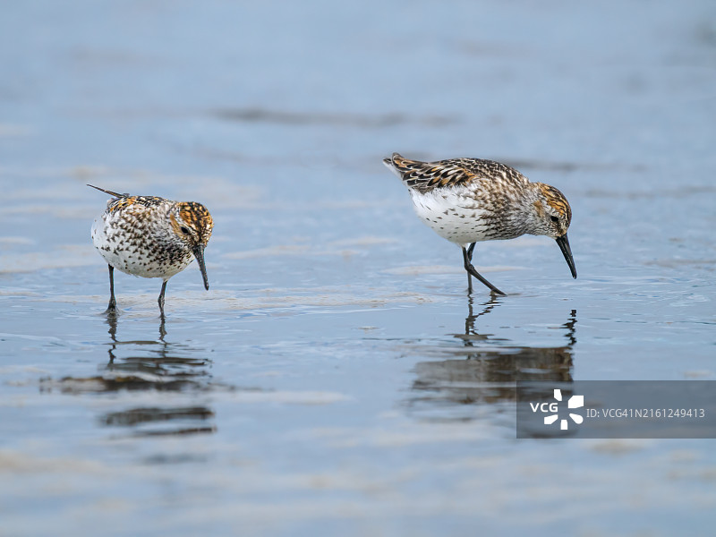 西部滨鹬在俄勒冈州哥伦比亚河湾水域中行走图片素材