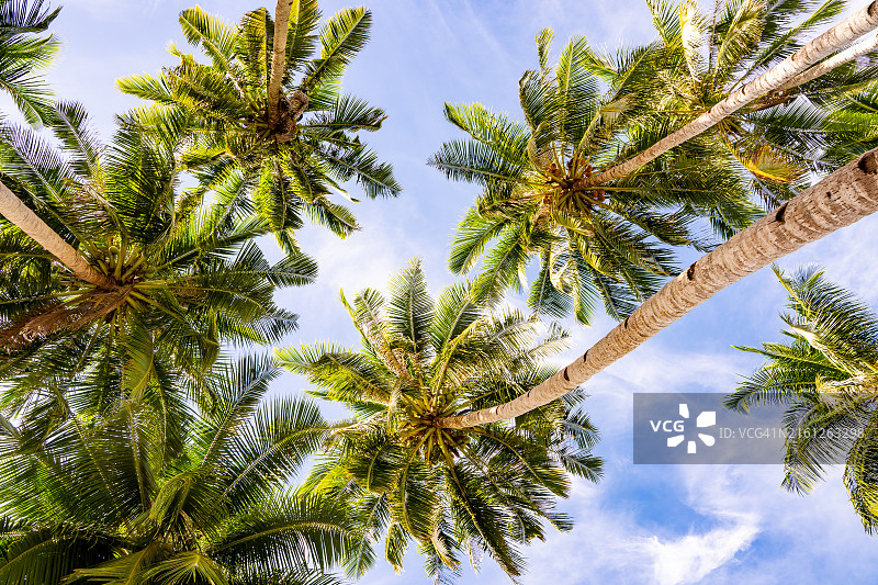 蓝天下的椰子树：完美的夏日度假胜地图片素材