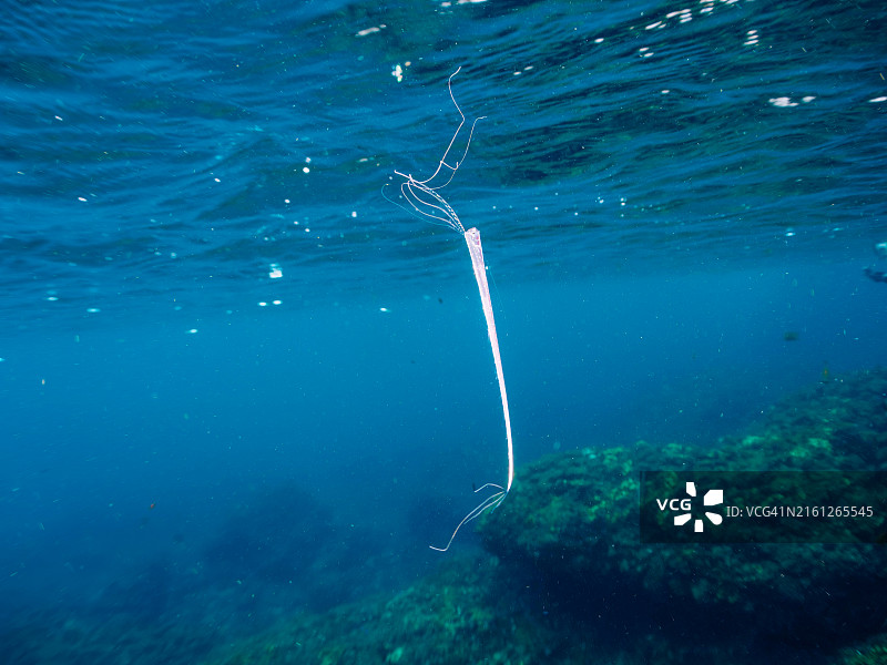 美丽稀有的深海鱼：皇带鱼幼鱼图片素材