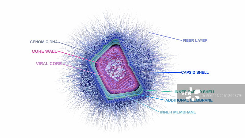 巨型病毒结构插图图片素材
