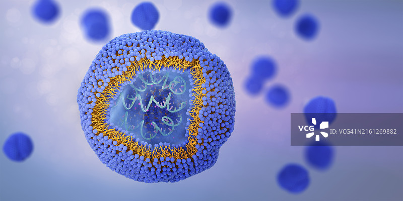 含有RNA的脂质体横截面插图图片素材