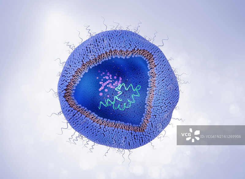 含有RNA的脂质体横截面插图图片素材