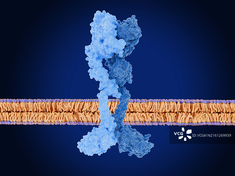 形成复合物的HER2和HER3细胞膜受体，图示图片素材