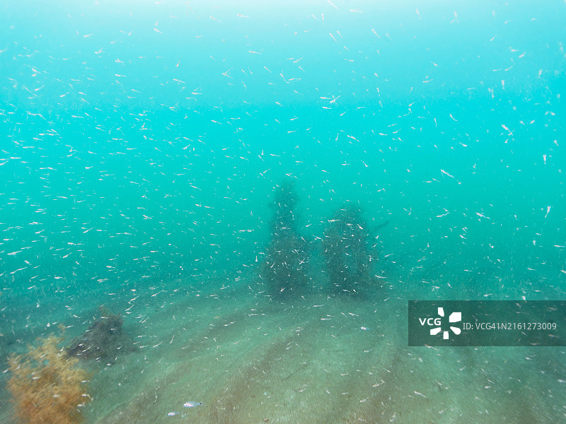 日本静冈县伊豆半岛海藻林中的磷虾和其他幼鱼图片素材