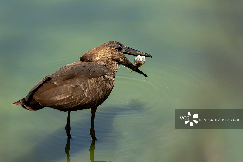 带有鱼的锤头鹳图片素材