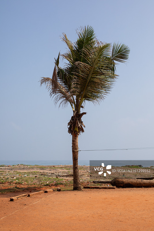 本地治里棕榈树图片素材