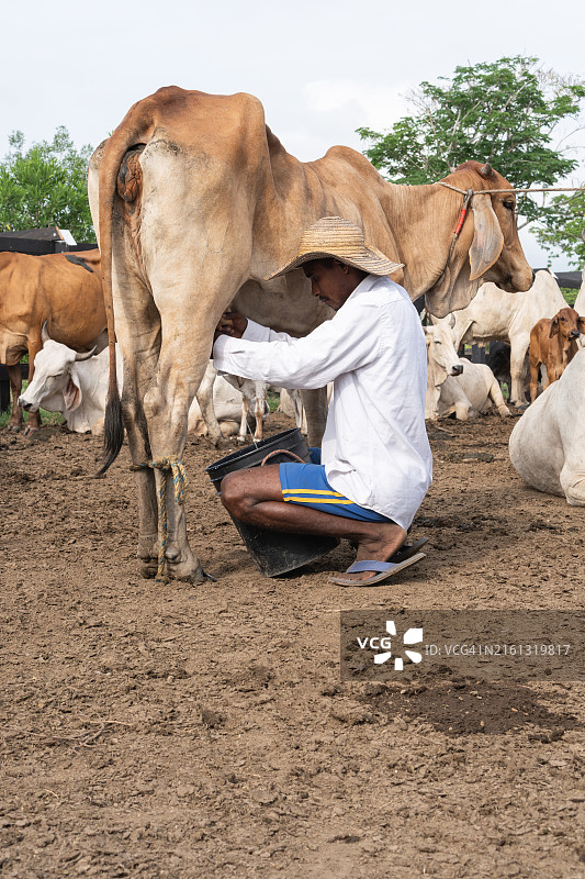 农民在农场围栏里手工挤牛奶图片素材