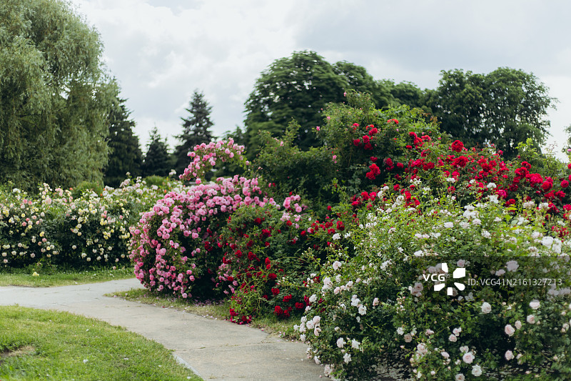 夏季公园中树木旁的玫瑰花丛图片素材