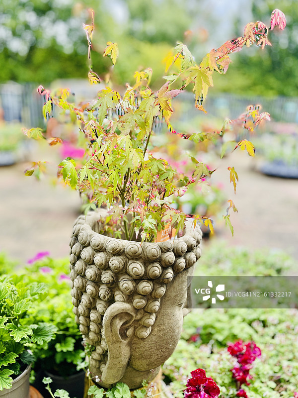 佛像旁的幼年日本枫树（鸡爪槭）特写图片素材