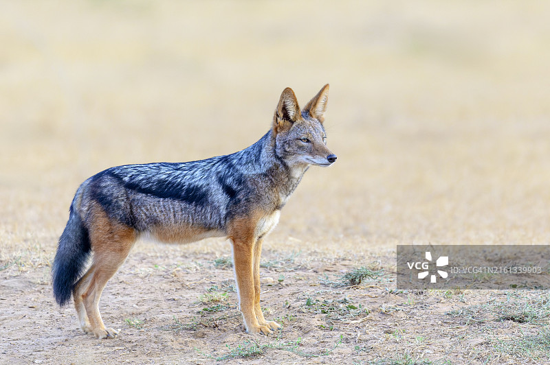 黑背胡狼图片素材