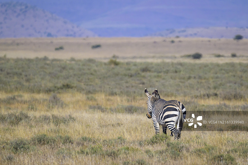 山zebra（斑驴图片素材