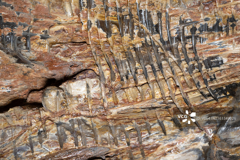 纹理图案的特写石化木材抽象背景图片素材