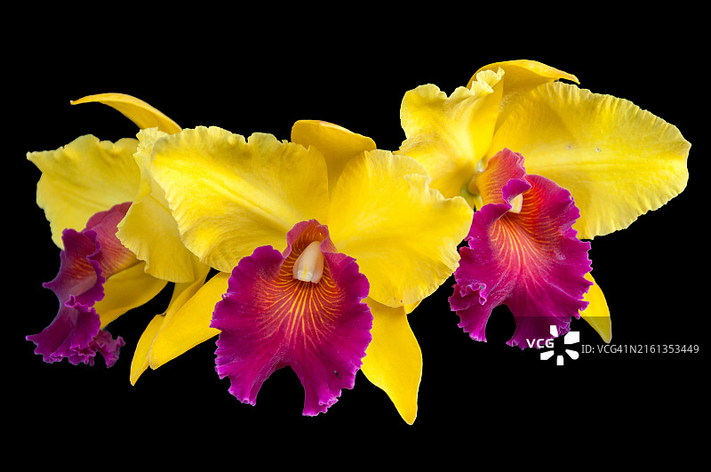 卡特兰兰花，粉色和黄色兰花图片素材